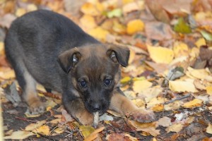 Щенок с косточкой