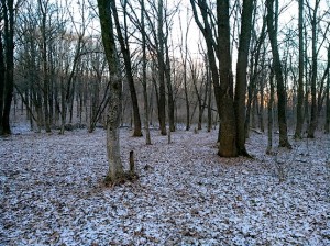 Лес 14 января 2018 года
