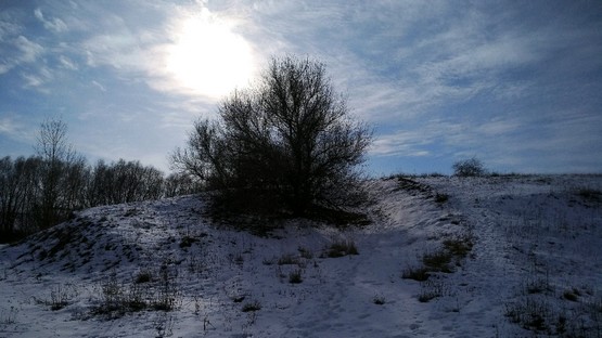 Дерево на горке в лучах солнца