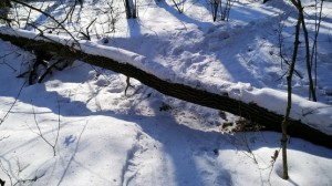 Дерево на тропике в лесу