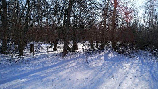 Следы в снегу у леса