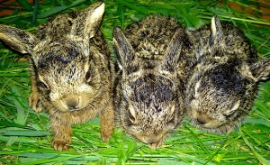 Три зайчонка