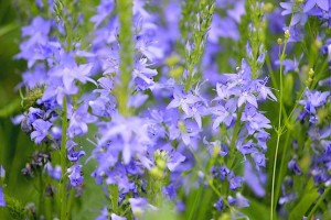 Полевые цветы