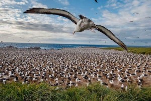 Колония альбатросов