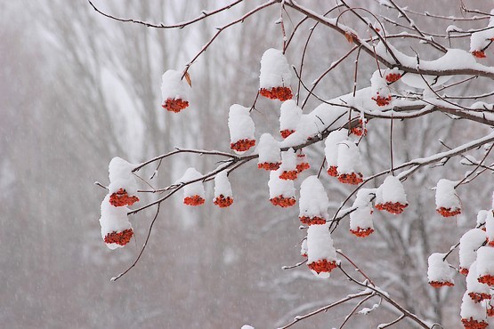 Красные грозди рябины в снежной шапке