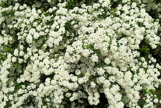 Белоснежные цветы кустарника