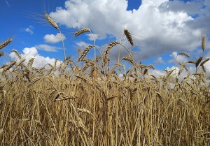 Колосья пшеницы на фоне неба