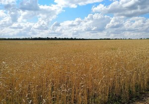 Поле колосящейся пшеницы