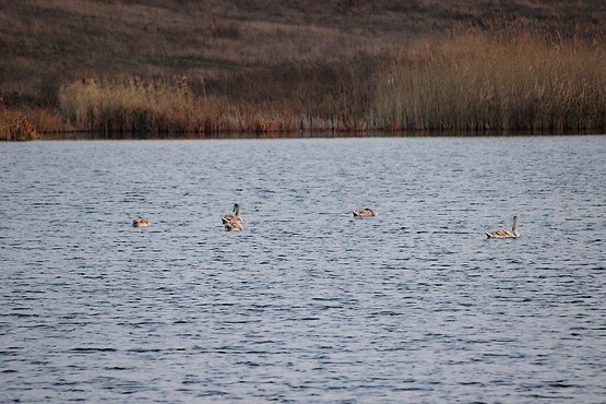 Лебеди на пруду осенью