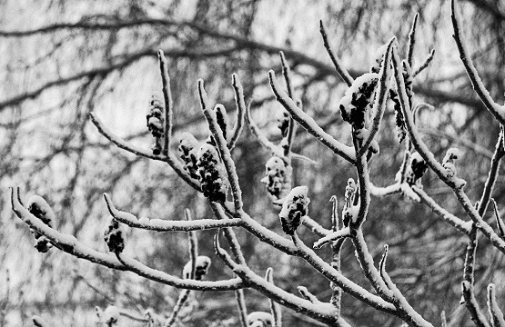 Грозди уксусного дерева под снегом