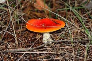 Яркий гриб в сосновом бору